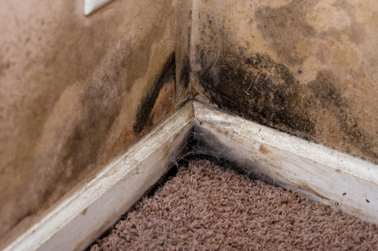 Mold Removal, Black Mold Removal