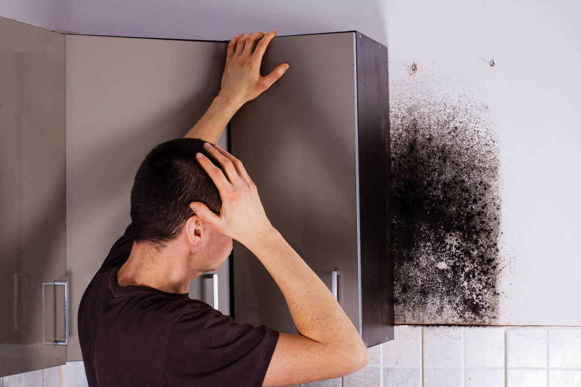 Mold Removal Master Service Pro