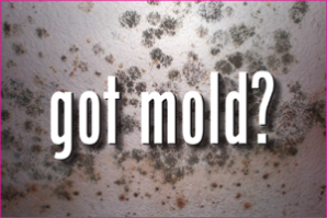 Master Service Pro Mold Detection Master Service Pro Mold Detection