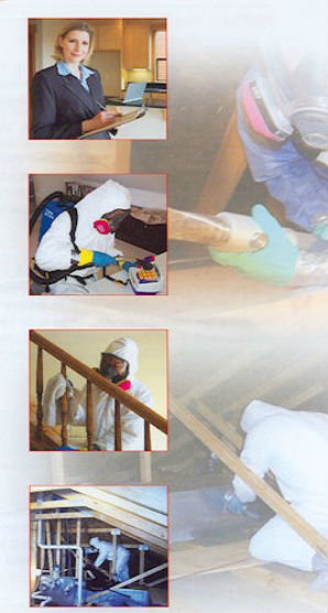 Master Service Pro Carpet Mold Removal Master Service Pro Mold Removing