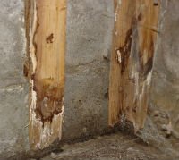 MSP Mold Inspection on Walls