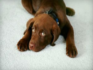 MSP Pet Stain Cleaning