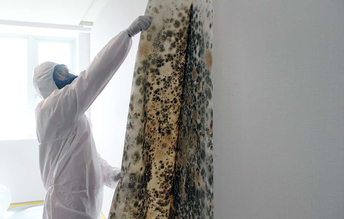 Master Service Pro Mold Remediation