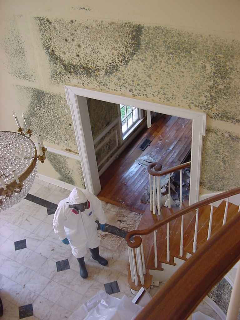 Mold Inspection, Mold Removal Highland Park